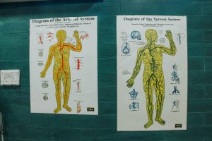 anatomy poster